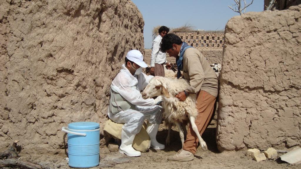 عملیات  واکسیناسیون ۲۵هزار راس دام در مهاباد