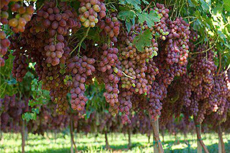 احداث بیش از ۴۰ هکتار باغ انگور در بخش خلیفان مهاباد