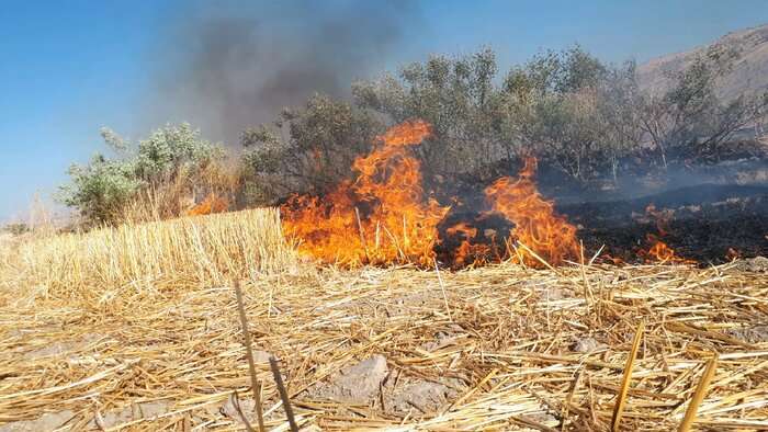 بی احتیاطی باعت آتش سوزی پوشش گیاهی در دو منطقه مهاباد شد