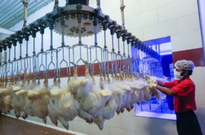 اقدامات پیشگیرانه برای مقابله با انتقال احتمالی بیماری کرونا در کشتارگاههای دام و طیور