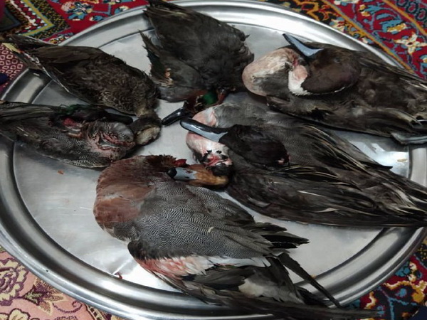 شکارچی مرغابی که اقدام به انتشار تصاویر شکار کرده بود در مهاباد دستگیر شد