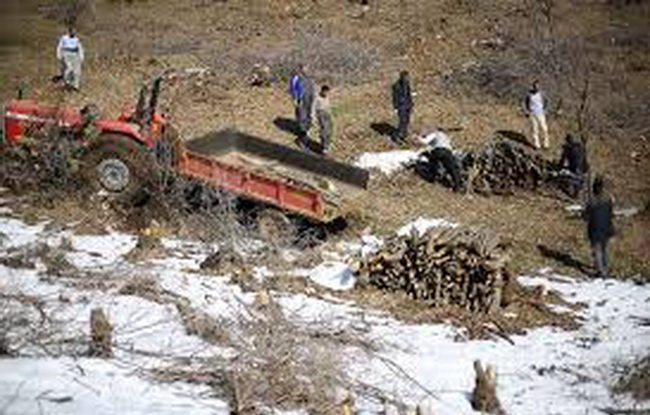یک تن مقطوعات چوب جنگلی در ” مریوان ” کشف و ضبط شد