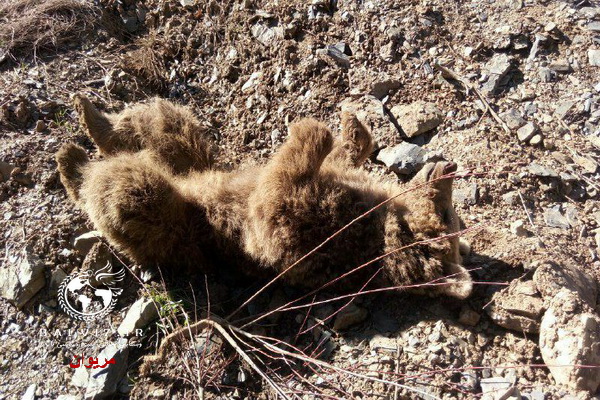 یک قلاده ” خرس “در یکی از روستاهای مریوان تلف شد