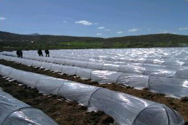 کاشت گوجه فرنگی و خیار به روش تونلی برای اولین بار درسطح مزارع کشاورزی بانه