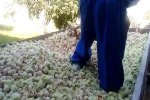 در سطح استان آذربایجان غربی هیچگونه جوجه یک روزه معدوم سازی نگردیده است