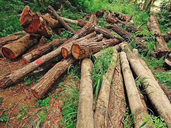 دستگیری سه نفر متخلف قطع درختان جنگلی در مریوان