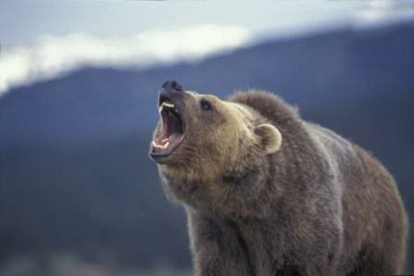 حمله خرس در ارتفاعات ” هاوشینان ”  پیرانشهر موجب زحمی شدن یک نفر شد