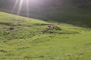 بیش از 20 هکتار اراضی تصرف شده ملی در مهاباد رفع تصرف شد