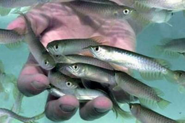 رها سازی ” هزار قطعه بچه ماهی ” در سد بوکان جهت افزایش ظرفیت صید