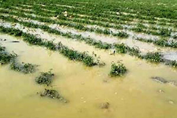 بیش از ۲۶۳ میلیارد ریال به محصولات باغی و زراعی آذربایجان غربی خسارت وارد شد
