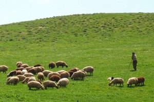 بیش از 200میلیون ریال جریمه چرای غیر مجاز برای دامداران مهابادی