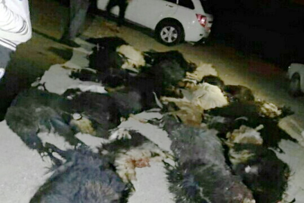 دربرخورد خودروی سواری پژو ۴۰۵ با گله احشام تعداد ۳۲ راس حیوان تلف شدند
