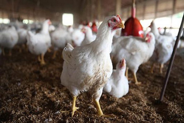 کاهش مصرف گوشت مرغ در آذربایجان غربی  ۳۰ درصد کاهش یافت
