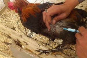 واکسینه شدن ۳۲ هزار قطعه طیور بومی در مهاباد