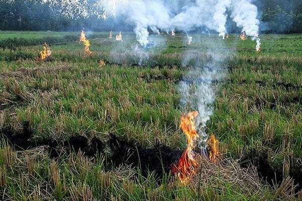 آتش زدن بقایای محصولات کشاورزی چالشی برای محیط زیست و آتش نشان ها شده است