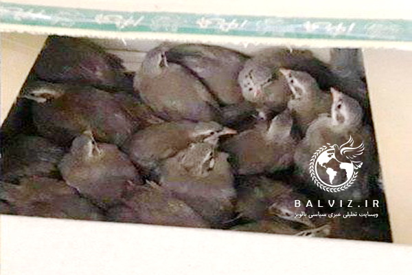 بیش از یکصد بال کبک زنده در مهاباد کشف شد