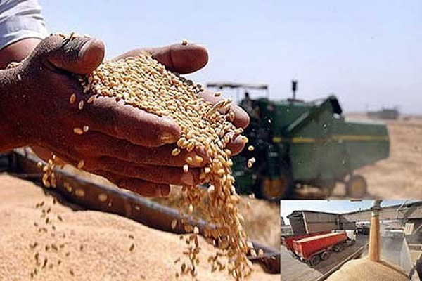 خرید بیش از یک هزار تن گندم تضمینی توسط مراکز خرید گندم در سقز