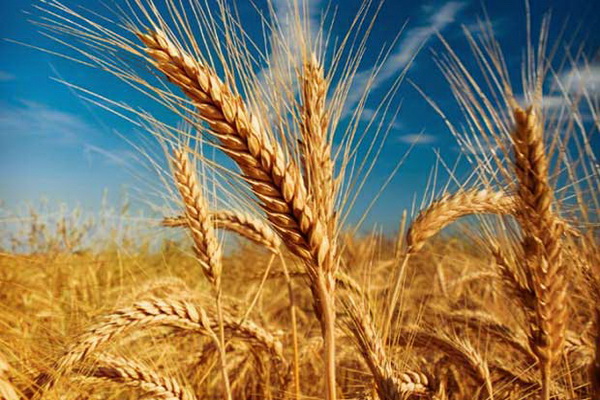 بیش از ۹هزار تن گندم از کشاورزان شاهیندژ خریداری شد