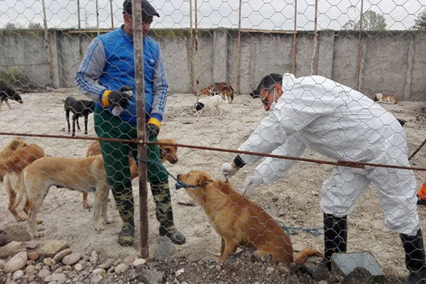 ایمن سازی بیش از ۴ هزار قلاده سگ صاحبدار علیه بیماری هاری در استان آذربایجان غربی