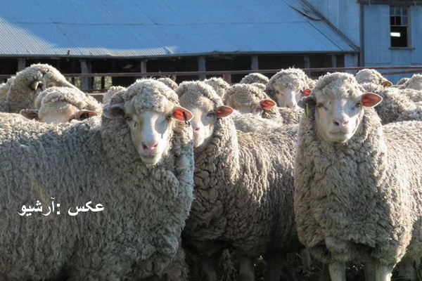 بیش از ۷۰ راس گوسفند قاچاق در نقده کشف شد
