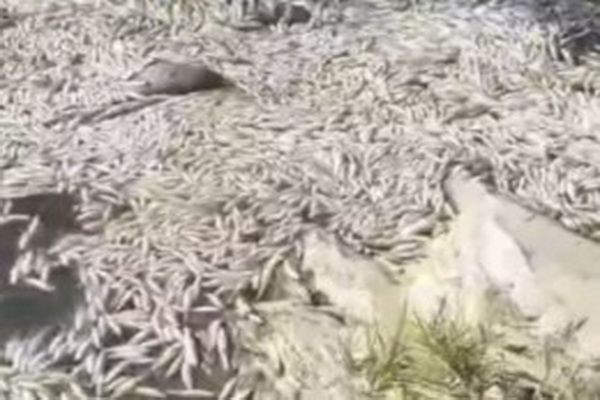 تلف شدن هزاران ماهی در رودخانه گردشیلان مهاباد در دستور کار یگان حفاظت محیط زیست مهاباد قرار گرفت