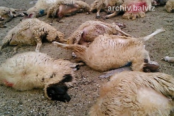 تلف شدن ۸ راس گوسفند بر اثر تصادف در مهاباد