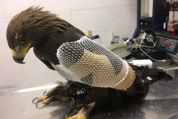 مصدومیت عقاب طلایی بر اثر برخورد با دکل برق فشارقوی
