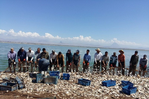 سالانه بیش از ۲۵۰تن انواع ماهی کپور از دریاچه پشت سد حسنلوی نقده تولید می شود
