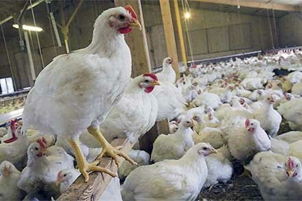 بیش از ۷۰۰ واحد مرغداری گوشتی در آذربایجان غربی فعالیت دارند
