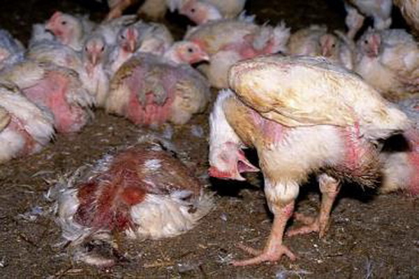 همنوع خواری مرغ ها در یک مرغداری در ارومیه ،بیماری کانی بالیسم است