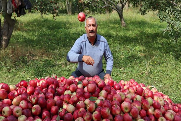 بیش از 50 هزار تن سیب از سطح باغات شهرستان پیرانشهر برداشت شد