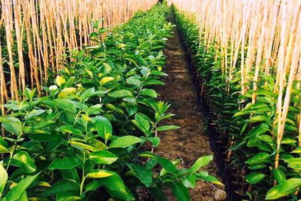 ۱۰۰ هکتار از زمین‌های کشاورزی میاندوآب به تولید نهال اختصاص دارد