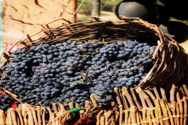 سردشت با ۵ هزار هکتار تاکستان قطب تولید انگور سیاه در استان آذربایجان غربی است