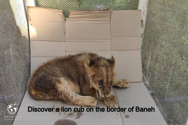 A four-month-old lion cub was discovered in the border town of Baneh