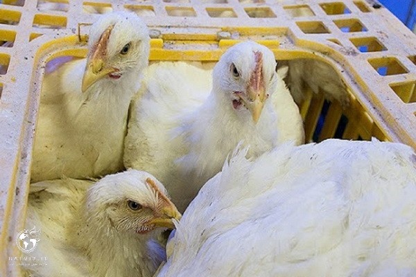 ۱۰۰ مرکز عرضه کننده فروش مرغ زنده در اشنویه جمع آوری می شود 