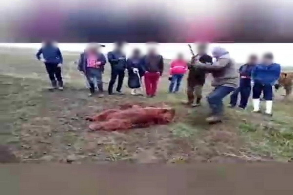 شکارچیان خرس وحشی در ارومیه به حبس تعزیری و تبعید محکوم شدند