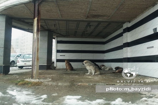 سایت "سگهای بلا صاحب" به زودی در شهرستان مهاباد آماده سازی می شود