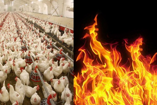 حادثه آتش سوزی در یک مرغداری در مهاباد موجب تلف شدن ۶ هزار قطعه مرغ شد