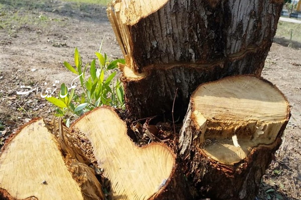 عاملین قطع شبانه درختان در مهاباد؛ شناسایی و دستگیر شدند