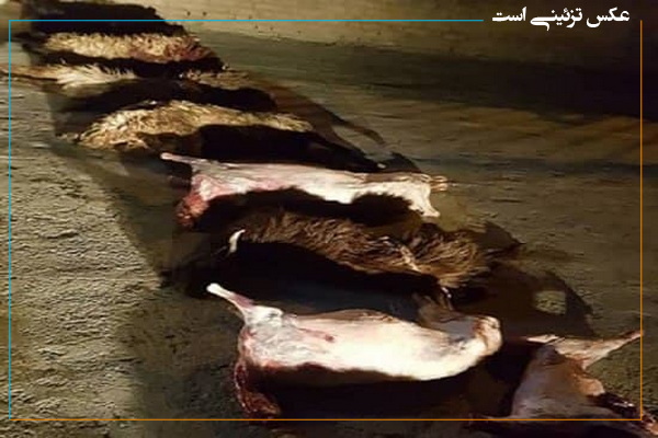 کشف دام های "مُردار" در یک واحد کشتار غیر مجاز در کرمانشاه