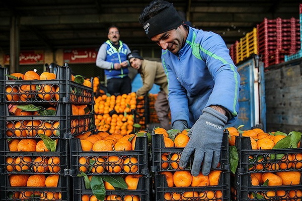 برای شب عید آذربایجان غربی ۱۶۰۰تن میوه در نظر گرفته شده است