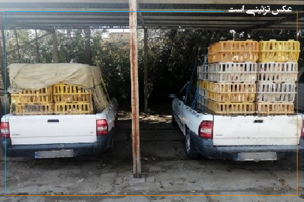 توقیف 9 خودروی حامل مرغ زنده در مهاباد
