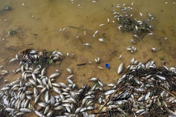 تلف شدن صدها قطعه ماهی در رودخانه قویطل مهاباد