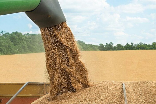 خریداری بیش از ۱۶ هزار تن گندم در مهاباد