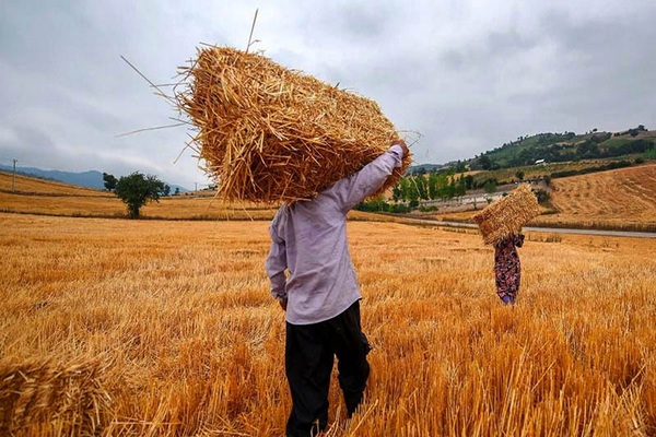 میزان خرید تضمینی گندم در سردشت به بیش از ۶۰۰ تن رسید