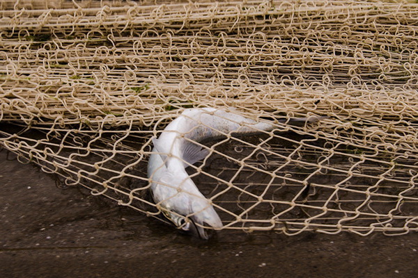 کشف ۳ هزار متر تور ماهیگیری در تالاب کانی برازان مهاباد