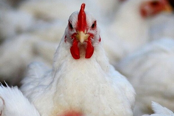 مرغ های زنده فاقد مجوز در مهاباد کشف شد
