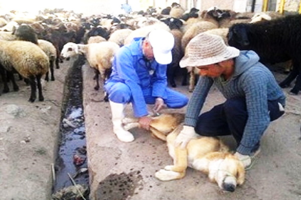 بیش از ۱ هزار قلاده سگ در شهرستان بوکان مایه کوبی شدند