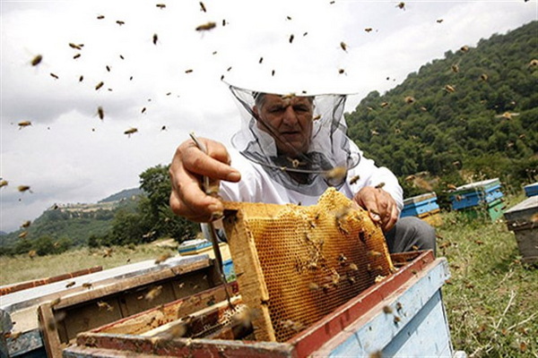 تولید عسل در مهاباد ۵۰ درصد افزایش یافت