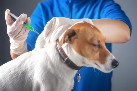 بیش از ۸۰۰ قلاده سگ در پیرانشهر علیه بیماری هاری ایمن سازی شد
